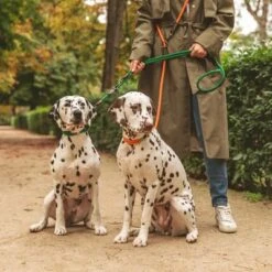 Nomad Tales Spirit Leash, Pine -Pet Supplies Store 329297 nomad tales spirit leine tangerine 05 0