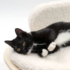 Modern Living Sofa Osaka 14 Modern Living Sofa Osaka -Pet Supplies Store 342803 modern living osaka katze 0644 6