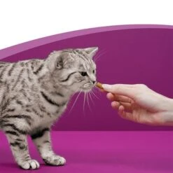 Whiskas Temptations Mixed Pack 13 Whiskas Temptations Mixed Pack -Pet Supplies Store 348898 mars whiskas snacks mixpack 16x60g hs 05 1