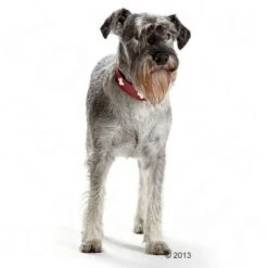 HUNTER Swiss Dog Collar -Pet Supplies Store 36707 hunter halsband swiss hund 05 2013 4