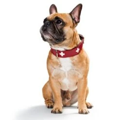 HUNTER Swiss Dog Collar -Pet Supplies Store 36707 hunter swiss3 3