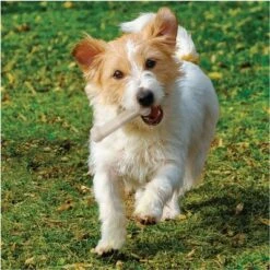 Nylabone DuraChew Bone - Chicken -Pet Supplies Store 58927 interpet nylabone durachewchicken hs 07 9