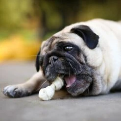 8in1 Pro Dental Chew Bones 16 8in1 Pro Dental Chew Bones -Pet Supplies Store 63003 8in1 delights prodental huhn xs 21stk hs 09 3