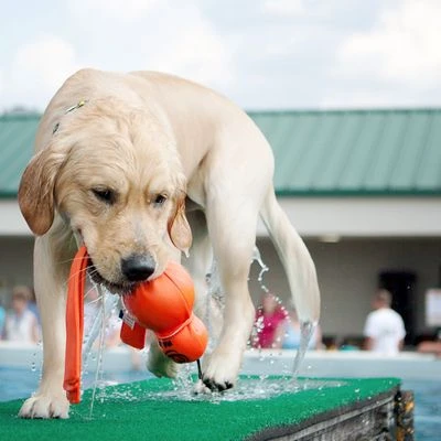 KONG Wet Wubba 4 KONG Wet Wubba - Image 2