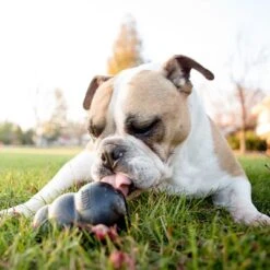 KONG Extreme Black -Pet Supplies Store 74319 kongextremeschwarz hs 05 5