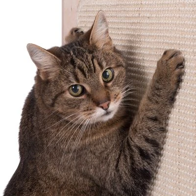 Natural Paradise Scratching Barrel - Daisy 10 Natural Paradise Scratching Barrel - Daisy - Image 8