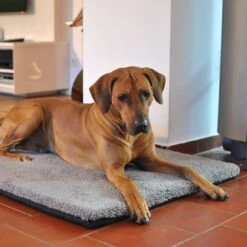 Pawz & Pepper Aurora Ortho Dog Mattress 17 Pawz & Pepper Aurora Ortho Dog Mattress -Pet Supplies Store 78424 petlando pawzpepper hundekissen denver hs 07 9