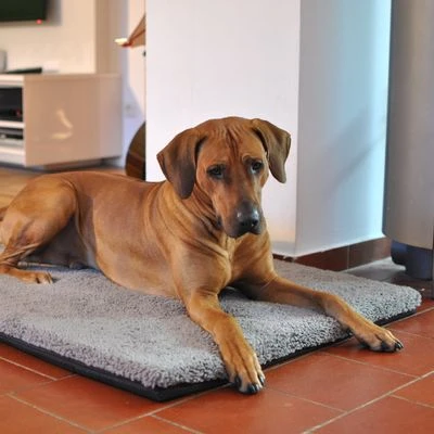 Pawz & Pepper Aurora Ortho Dog Mattress 10 Pawz & Pepper Aurora Ortho Dog Mattress - Image 8