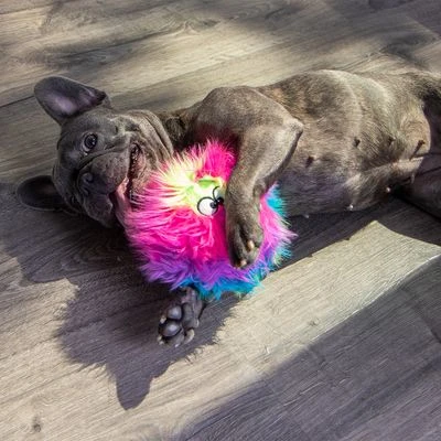 GoDog® Rainbow Furballz 5 GoDog® Rainbow Furballz - Image 3