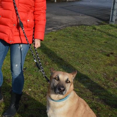 Julius K9 JULIUS-K9 IDC® Adjustable Rope Lead 4 Julius K9 JULIUS-K9 IDC® Adjustable Rope Lead - Image 2