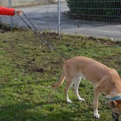 Julius K9 JULIUS-K9 IDC® Adjustable Rope Lead 16 Julius K9 JULIUS-K9 IDC® Adjustable Rope Lead -Pet Supplies Store 89698 juliusk9 idcadjustableropeleash hs 13 2