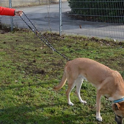 Julius K9 JULIUS-K9 IDC® Adjustable Rope Lead 9 Julius K9 JULIUS-K9 IDC® Adjustable Rope Lead - Image 7