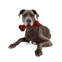 Nylabone DuraChew Monster Bone - Bison -Pet Supplies Store 94898 nylabone durra chew monster hs 05 1