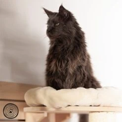 Natural Paradise Wall Scratching Board - Dahlia 16 Natural Paradise Wall Scratching Board - Dahlia -Pet Supplies Store 99396 np wkb krea 1000x1000 logo la mg 6053 7