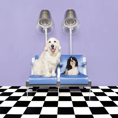 Pet Teezer De-shedding Brush 8 Pet Teezer De-shedding Brush - Image 6