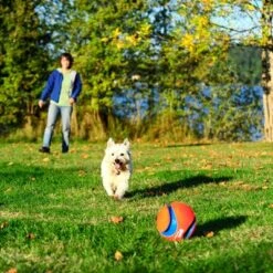 Chuckit! Kick Fetch -Pet Supplies Store 99703 petmate chuckit kick fetch large hs 04 9