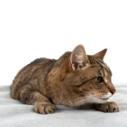 Heim Hygienic Blanket - Grey -Pet Supplies Store 99720 kochfeste decke fg 4330 8 1