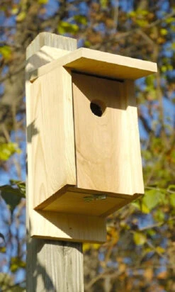 Joy Box Eastern Bluebird House