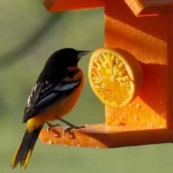 Going Green Recycled Plastic Oriole Fruit Feeder -Pet Supplies Store green recycled plastic oriole fruit feeder 25 01 50 00 bird feeders woodlink birdhousesandbaths 659