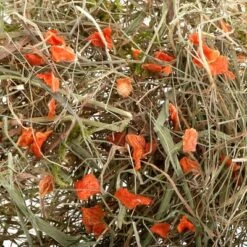 Greenwoods Meadow Hay 3kg -Pet Supplies Store greenwoods heu 2 1