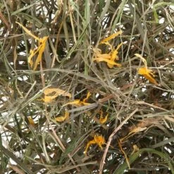 3kg Greenwoods Meadow Hay Mixed Trial Pack -Pet Supplies Store greenwoods heu l wenzahn 0 1