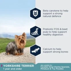 Eukanuba Yorkshire Terrier Adult 12 Eukanuba Yorkshire Terrier Adult -Pet Supplies Store key benefits 6