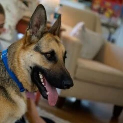 PetSafe® Extreme Weather Pet Door -Pet Supplies Store petsafe hundeklappe extremeweather hs 03 1