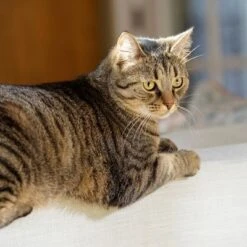 PetSafe® Extreme Weather Pet Door -Pet Supplies Store petsafe hundeklappe extremeweather hs 03 3