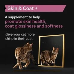 Pro Plan Cat Adult Skin & Coat Supplement Oil -Pet Supplies Store pu proplan uk supplements skin coat cat l 1 2