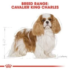Royal Canin Cavalier King Charles Adult -Pet Supplies Store rc bhn cavalierkingcharles cv eretailkit 1 1