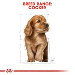 Royal Canin Cocker Spaniel Puppy 15 Royal Canin Cocker Spaniel Puppy -Pet Supplies Store rc bhn puppycocker cv eretailkit 4 4
