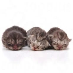 Royal Canin Babycat Milk -Pet Supplies Store rc catmilk2 6