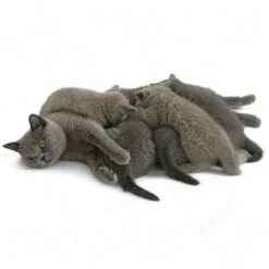 Royal Canin Babycat Milk -Pet Supplies Store rc catmilk 5