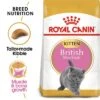 Royal Canin British Shorthair Kitten 1 Royal Canin British Shorthair Kitten -Pet Supplies Store rc fbn kittenbritishshorthair breed kitten 001 uk english 3