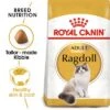 Royal Canin Ragdoll Adult 1 Royal Canin Ragdoll Adult -Pet Supplies Store rc fbn ragdoll mv eretailkit 6