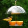 Seed Saver Domed Bird Feeder 1 Seed Saver Domed Bird Feeder -Pet Supplies Store seed saver domed bird feeder 25 01 50 00 feeders droll yankees birdhousesandbaths 972